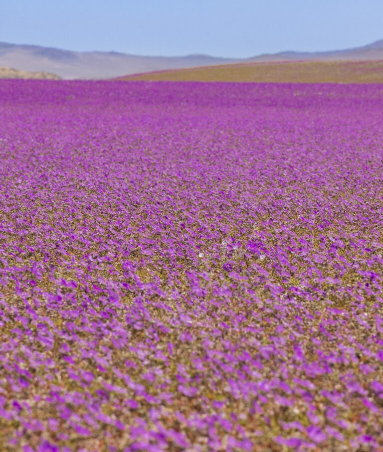 Deserto mais quente do mundo aparece roxo em fenômeno incrível