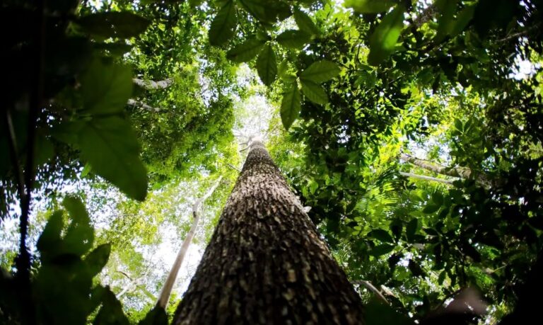 Desmatamento na Amazônia cai 38% no primeiro semestre e é o menor desde 2018 – CartaExpressa – CartaCapital