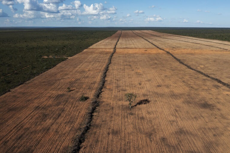 Desmatamento no Cerrado cai no 1º semestre, mas ainda não é possível afirmar tendência