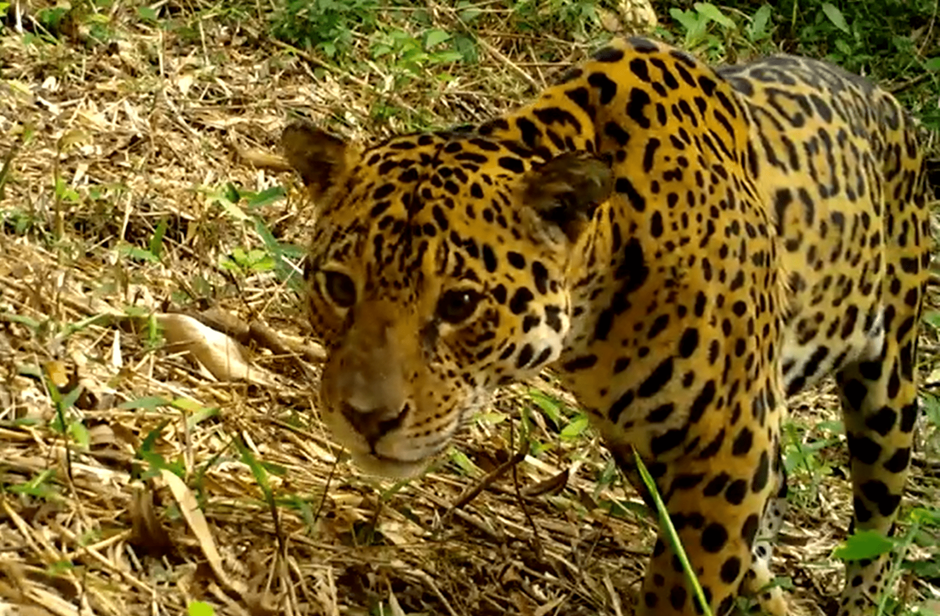 Dez onças são monitoradas na Serra do Mar paranaense