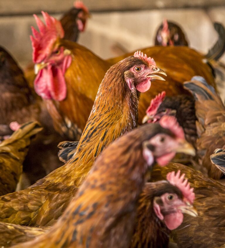 É verdade que as galinhas podem mudar de sexo?