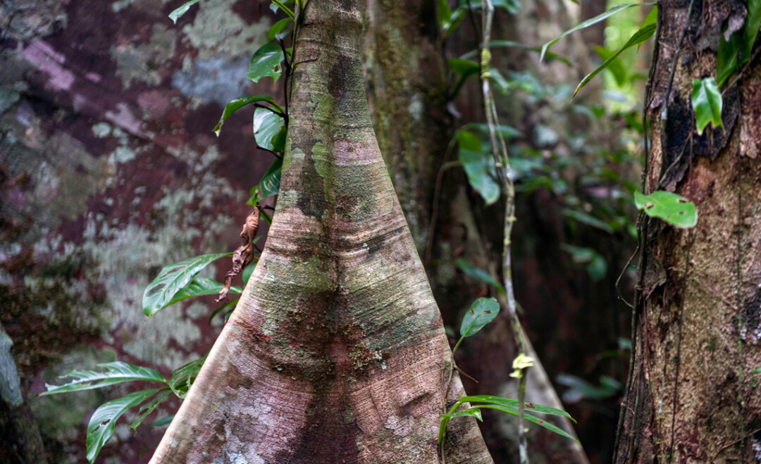 Estudo mostra que bactérias nos troncos das árvores da Amazônia são capazes de absorver metano