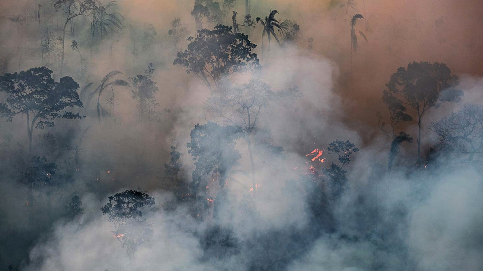 “Fim do jogo” para a floresta amazônica e o clima global se Trump vencer?