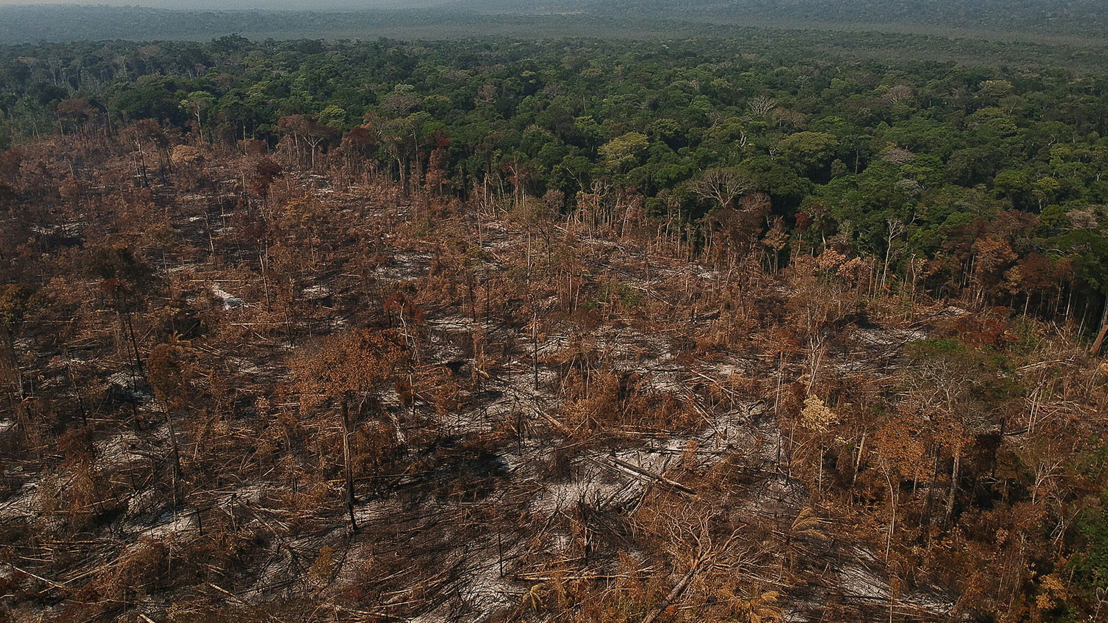 Fraude em mercado de carbono grilou 500 mil hectares de terras no sul do Amazonas