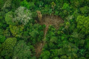 Indígenas se reúnem para discutir restauração ecológica