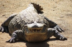 Lágrimas de crocodilo: a extinção iminente dos crocodilianos