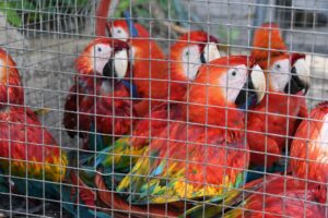 “Lavagem” de animais traficados põe em xeque a biodiversidade brasileira