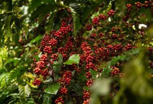 Lei determina governo de Rondônia 'priorizar' café robusta para consumo na administração pública