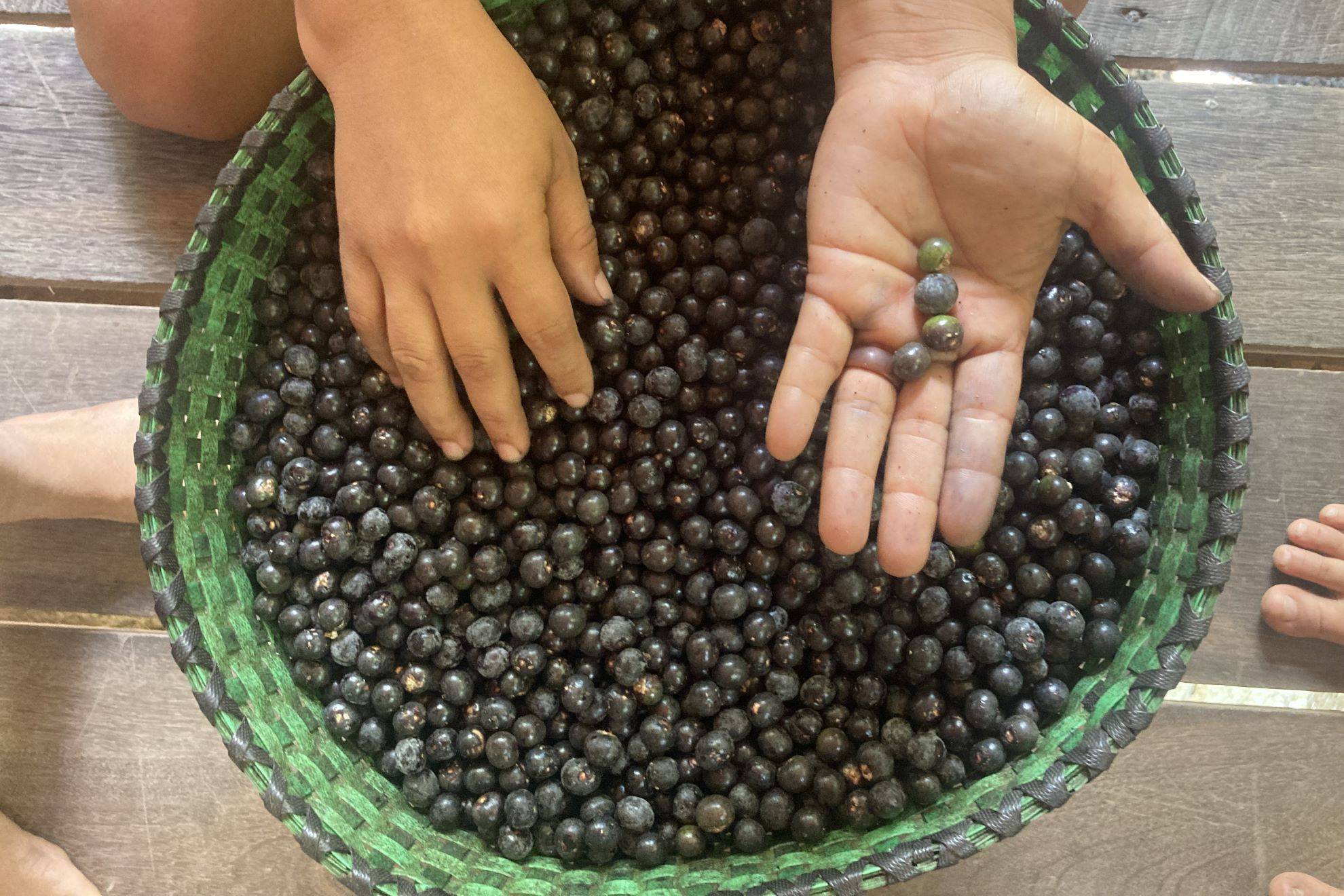 Na Amazônia, o fruto que alimenta há milhares de anos encara a ameaça das mudanças climáticas