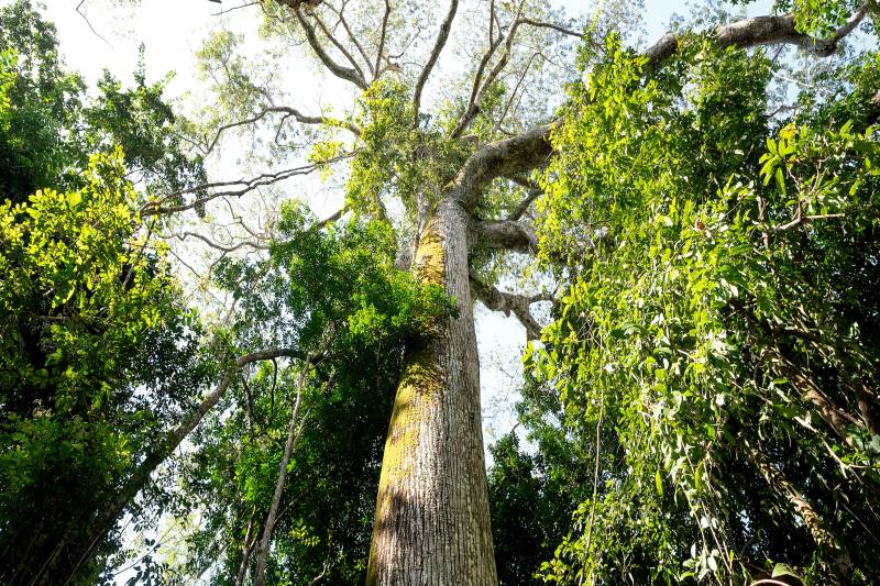 Novo santuário de árvores gigantes na Amazônia é revelado no oeste do Pará