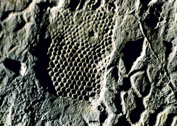 O que criou esses desenhos no fundo do mar há 500 milhões de anos?
