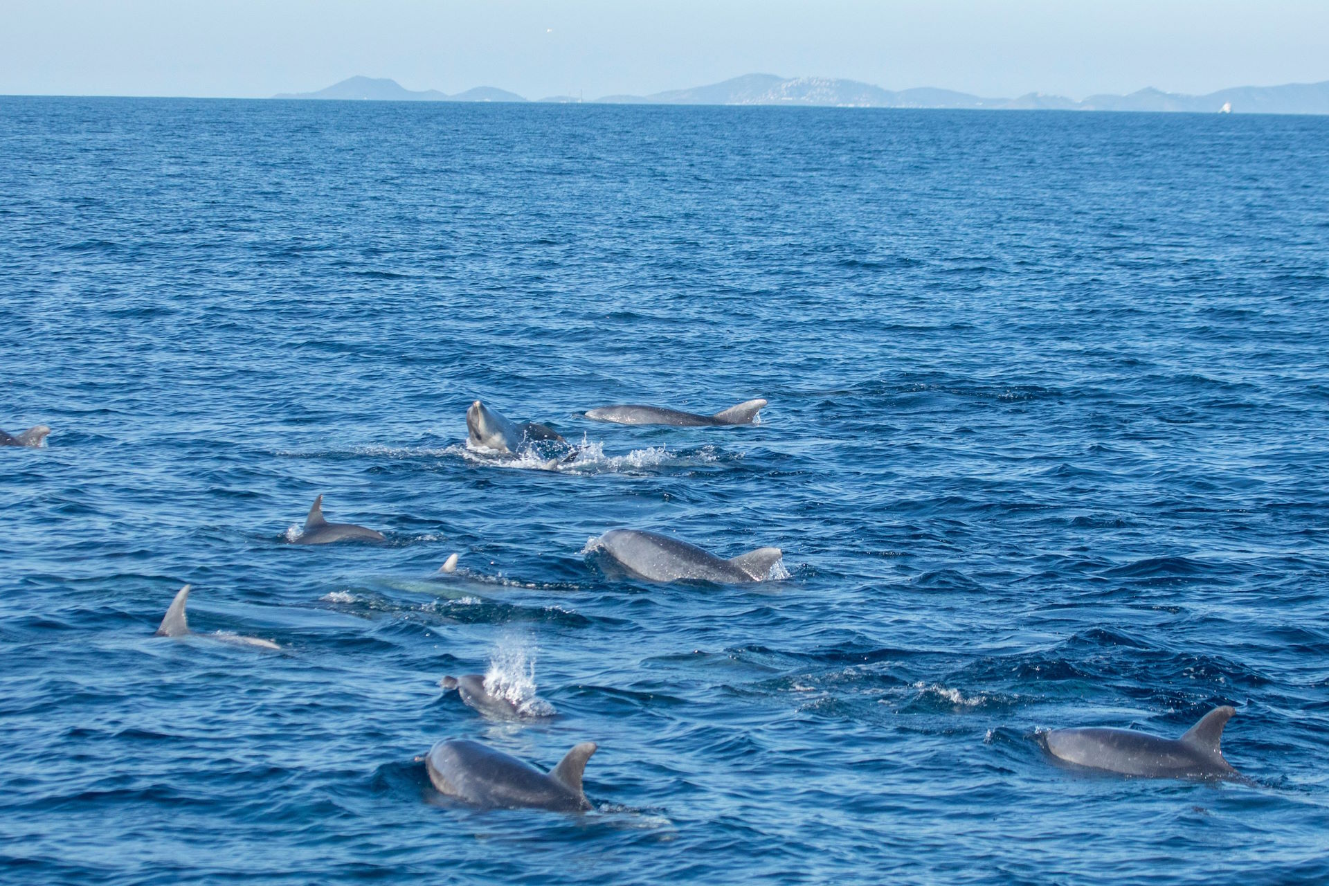 O que os estudos de cérebros de golfinhos e baleias sinalizam à proteção da biodiversidade?