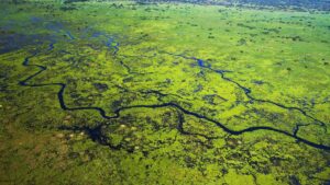 ONGs criticam relatório do Estatuto do Pantanal e pedem alterações pela proteção do bioma