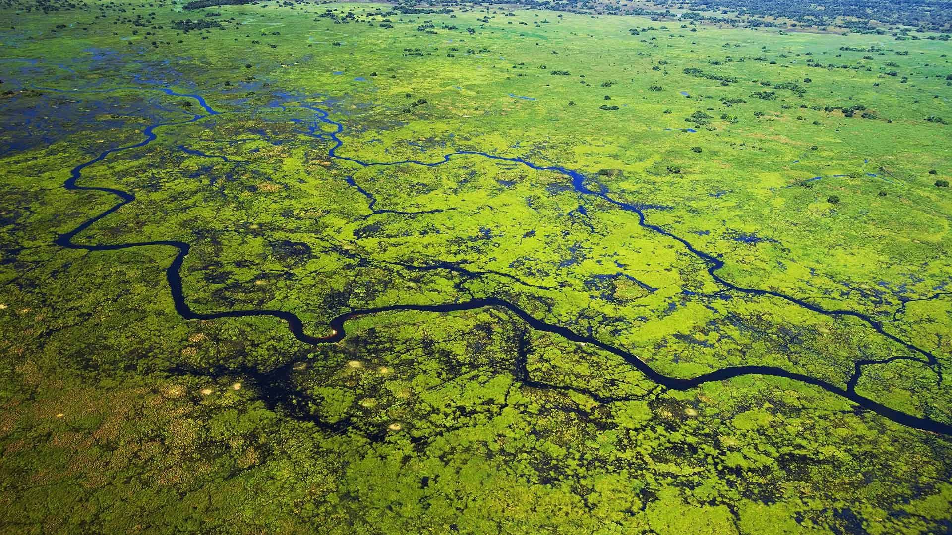 ONGs criticam relatório do Estatuto do Pantanal e pedem alterações pela proteção do bioma