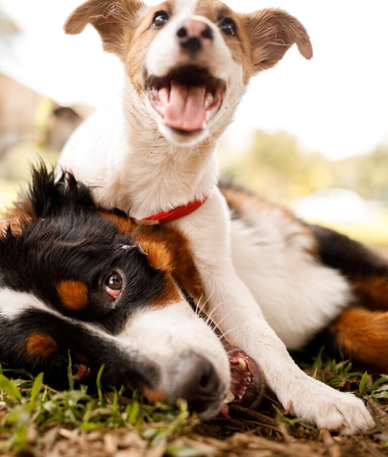 Os animais têm amigos? - Mega Curioso