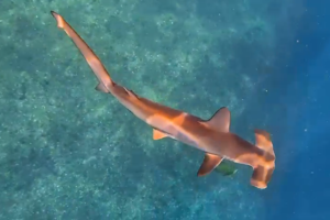 Os tubarões-martelo estão de volta ao arquipélago de Alcatrazes!