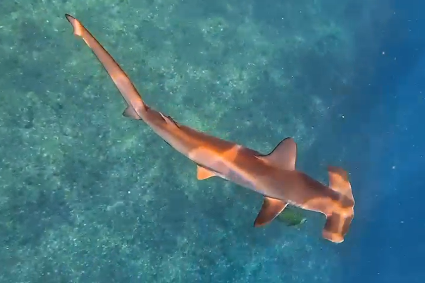 Os tubarões-martelo estão de volta ao arquipélago de Alcatrazes!