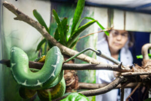 Pela primeira vez, pesquisadoras do Butantan comprovam que serpente amazônica se alimenta de aves