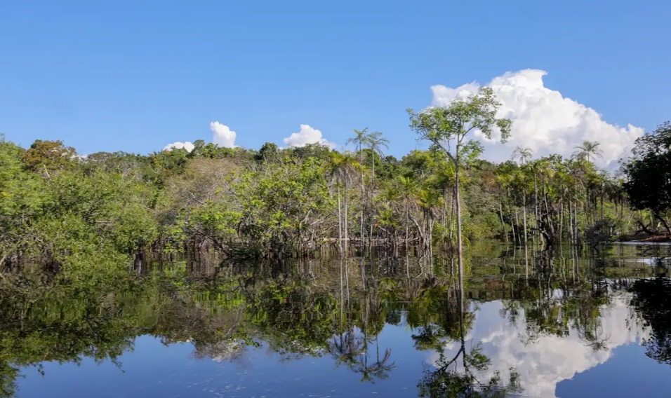 Pesquisadores criam tecnologia para desvendar florestas tropicais