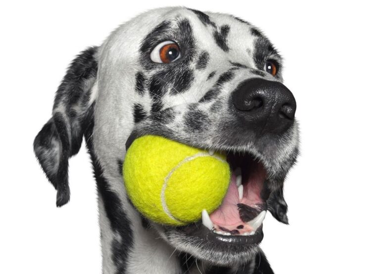 Por que os cães gostam tanto de bolas de tênis?