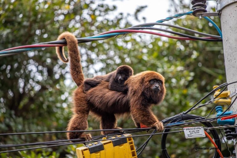 Primatólogos defendem projeto de lei para reduzir acidentes de animais na rede elétrica