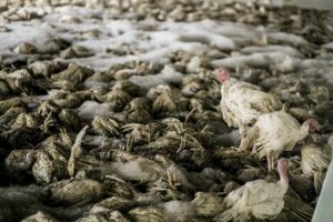 Vacina pode conter estragos da gripe aviária sobre a fauna selvagem global