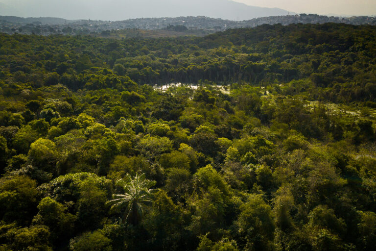 Vence a floresta! Justiça reconhece Refúgio de Vida Silvestre da Floresta do Camboatá