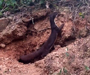 Vídeo raro de doninha amazônica é registrado por produtores de café na Bolívia