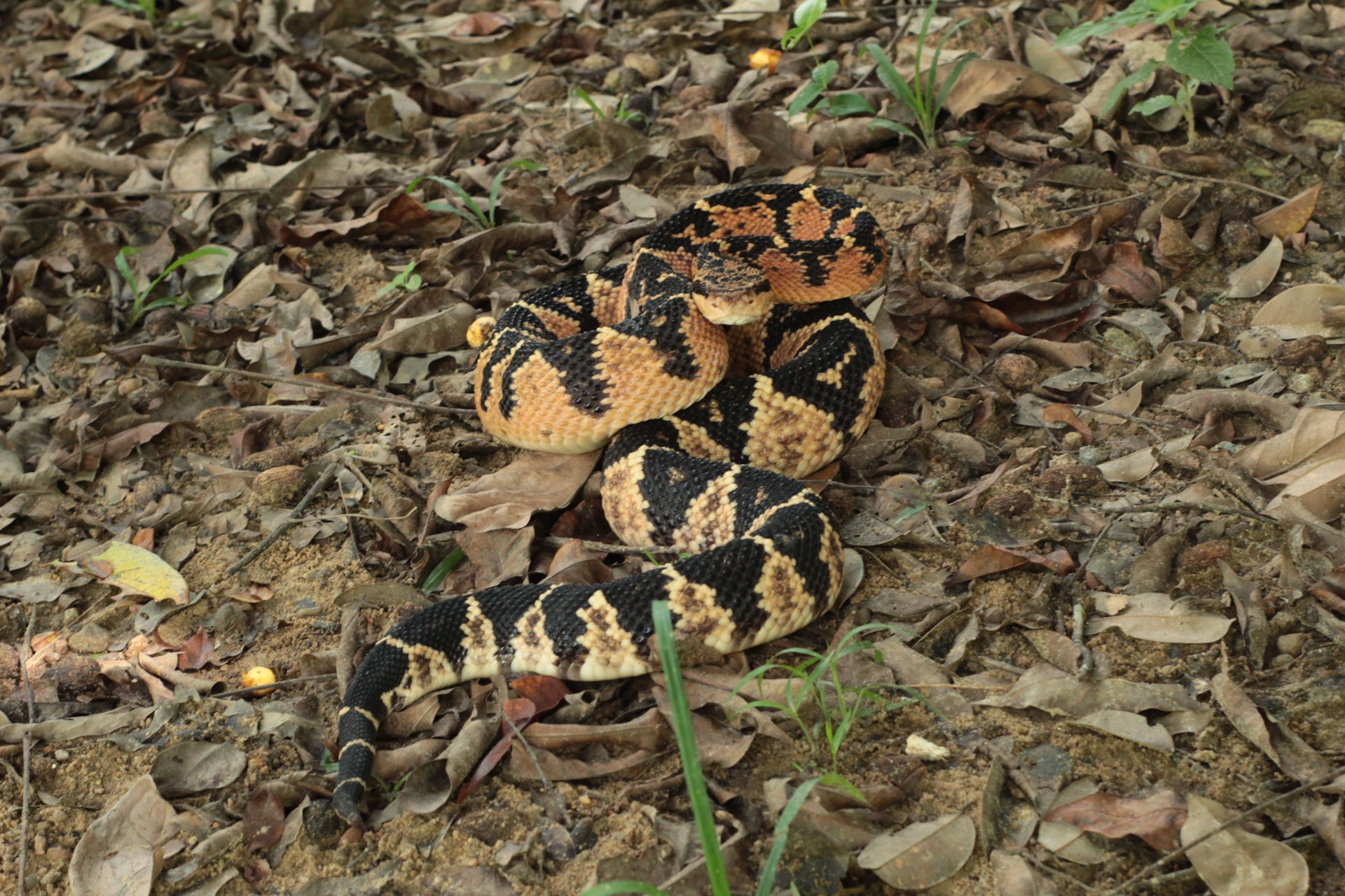 Artigo apresenta nova espécie de serpente surucucu para a Mata Atlântica