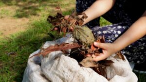 Compostagem é solução sustentável para eliminar resíduos de folhagens