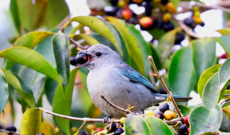 Em seu habitat aves capricham nas escolhas de seus alimentos 1