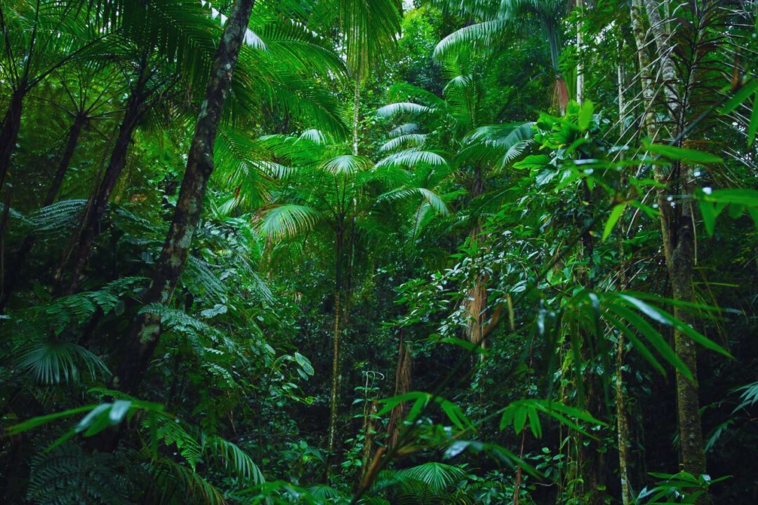 Estudantes apresentam projetos para a Amazônia em maratona