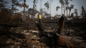 Insônias na Amazônia - Amazônia Real