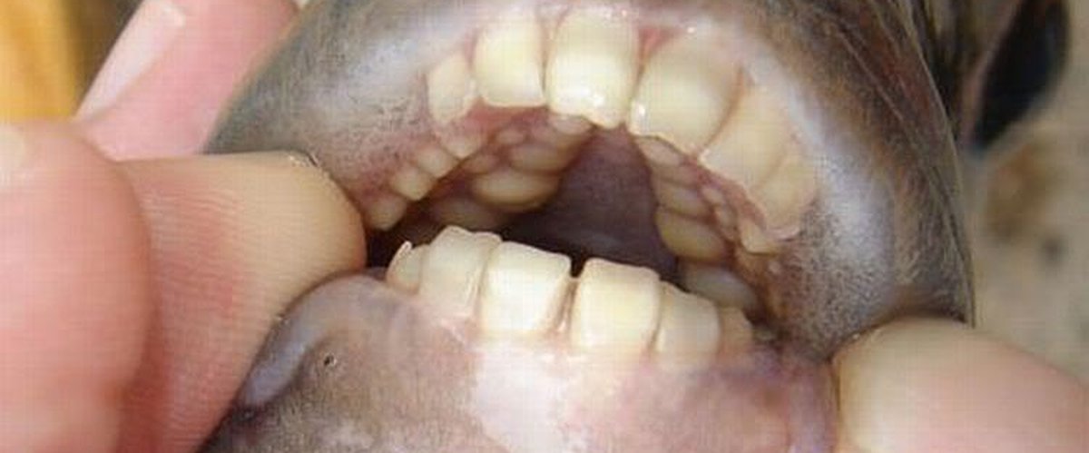 Pacu: a “piranha vegetariana” com dentes humanos