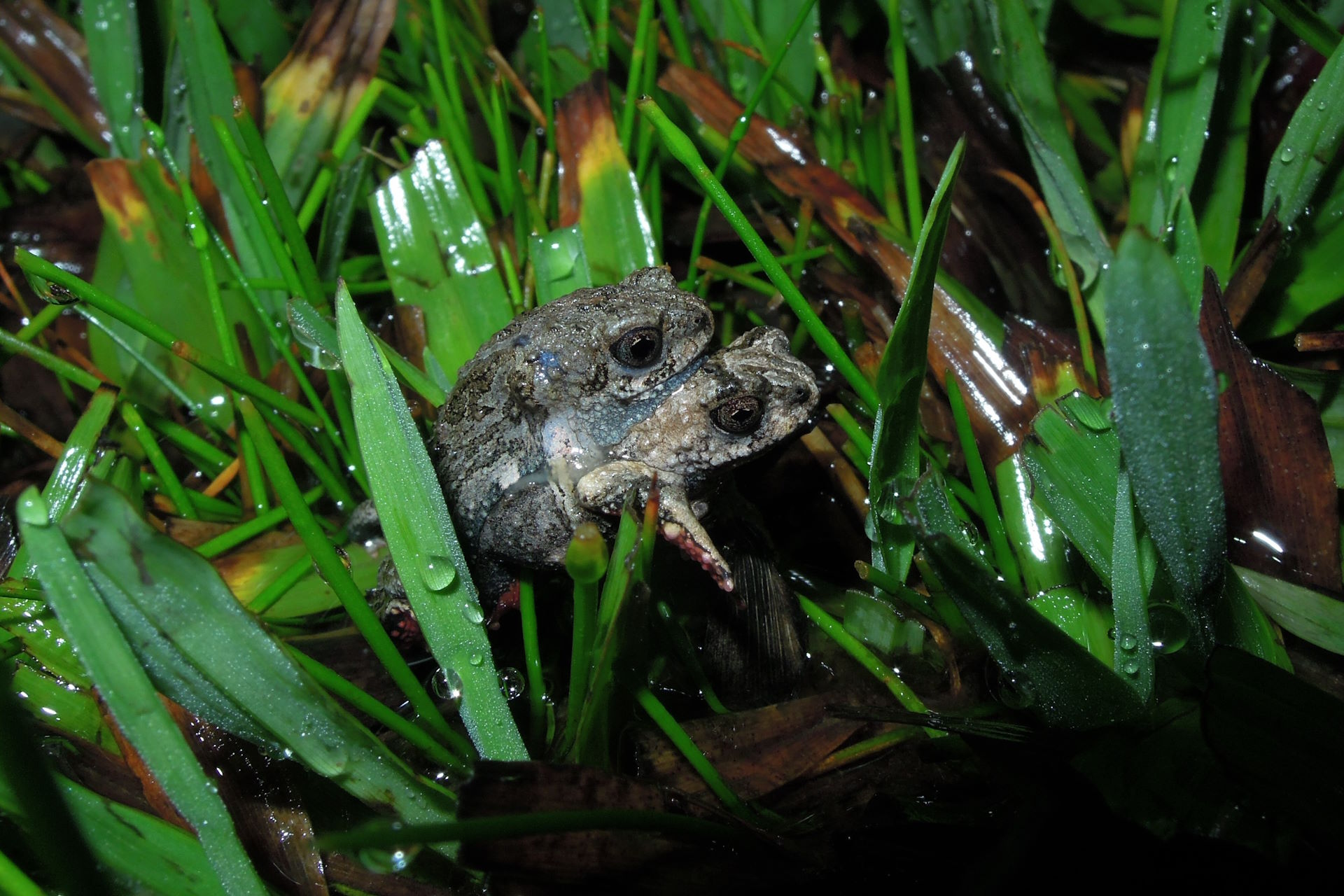 Sapinho comeria ácaros e formigas para obter toxinas e se defender de predadores e doenças