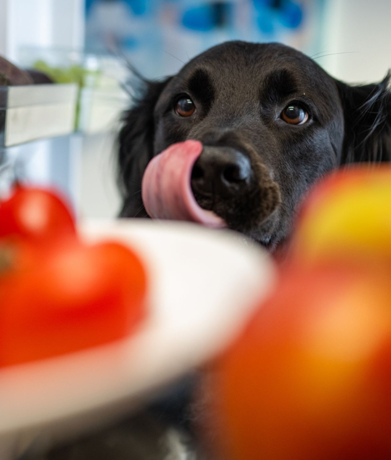 6 frutas e legumes que seu cachorro não deve comer