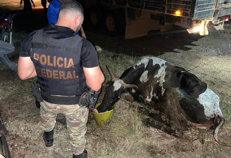 Ação conjunta retira gado ilegal em terra indígena no Pará