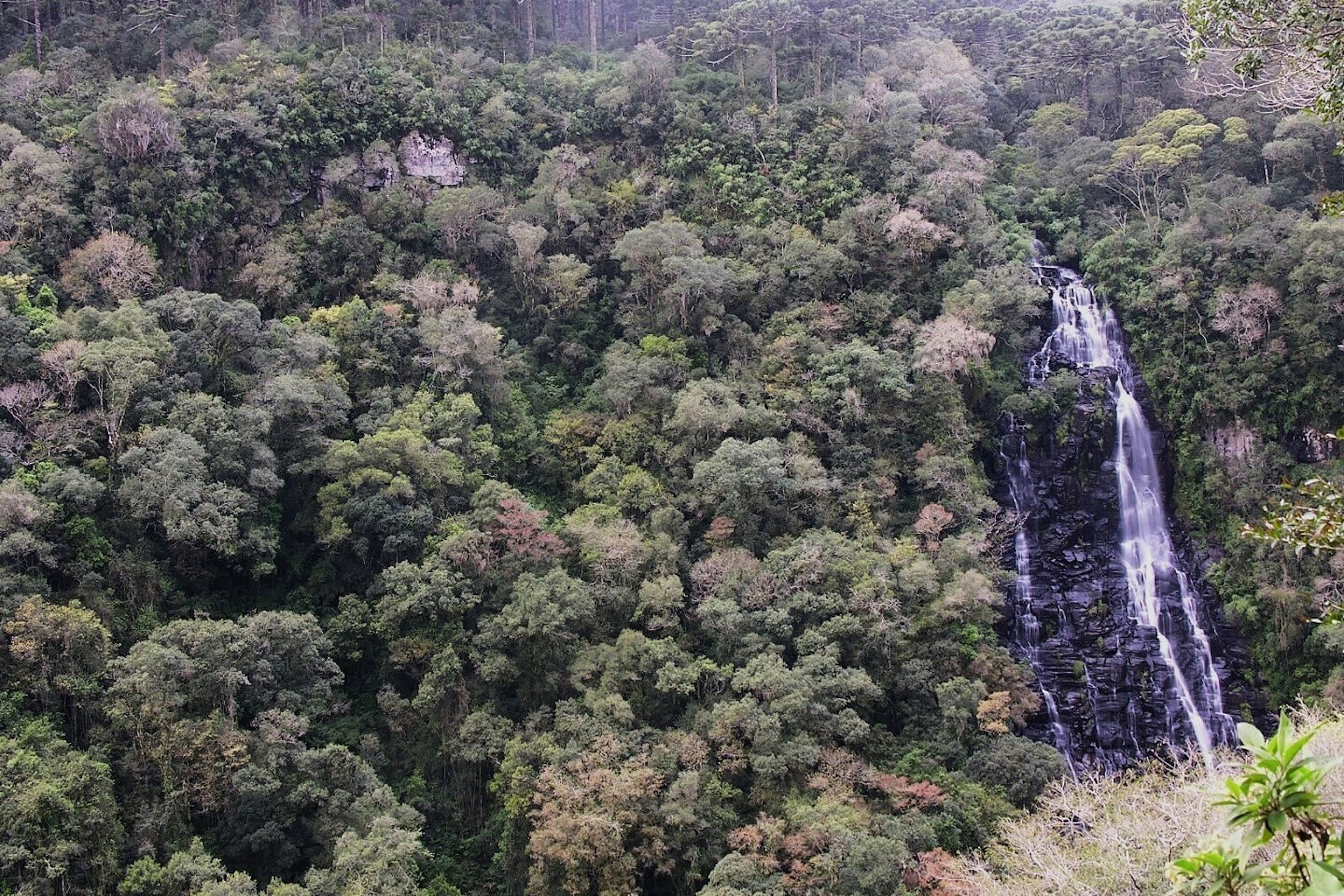 Acordo aceito pelo ICMBio tem brechas para caça em reservas de Mata Atlântica