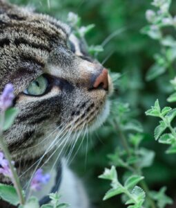 Afinal, como o catnip afeta o comportamento dos gatos?