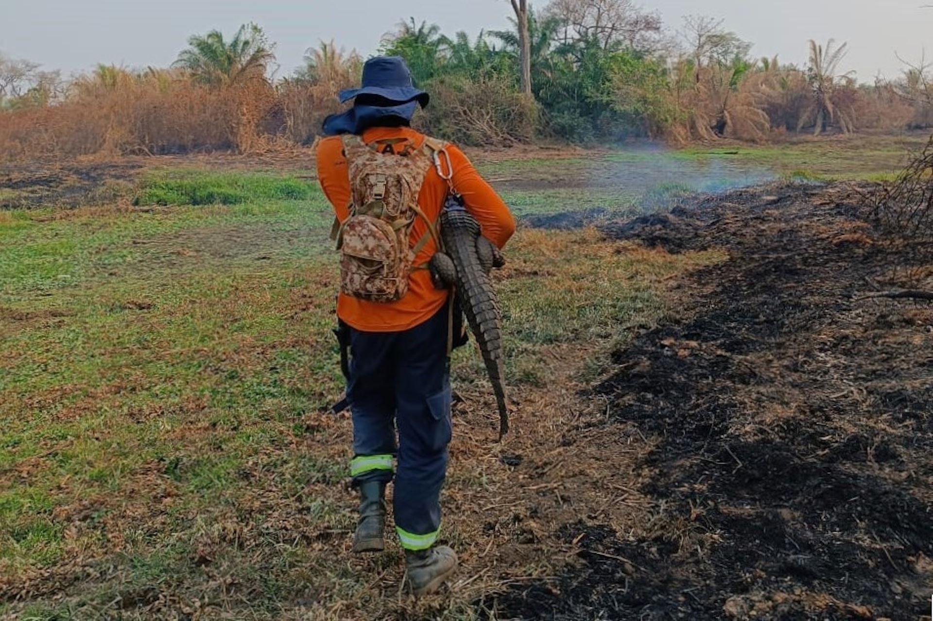 Animais silvestres enfrentam fogo, fome e sede no Pantanal