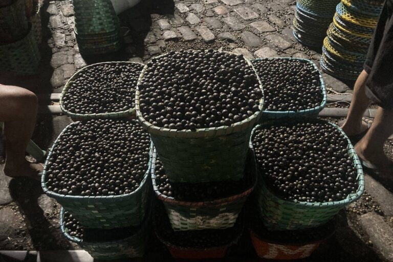 Capacitação insere açaí do Marajó em novos mercados da bioeconomia