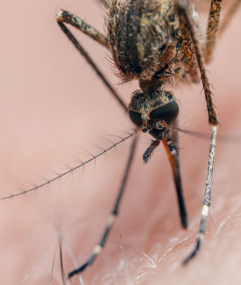 Como o zumbido das fêmeas pode revolucionar o controle de mosquitos