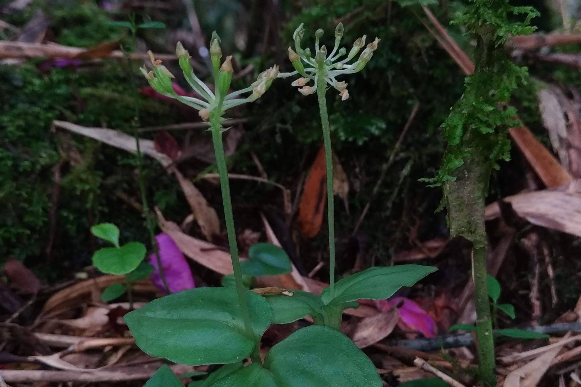 Mais de 70 anos depois, orquídea da Serra do Mar paranaense é finalmente identificada