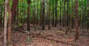 Matas ciliares em rios de água preta e a diversidade de espécies