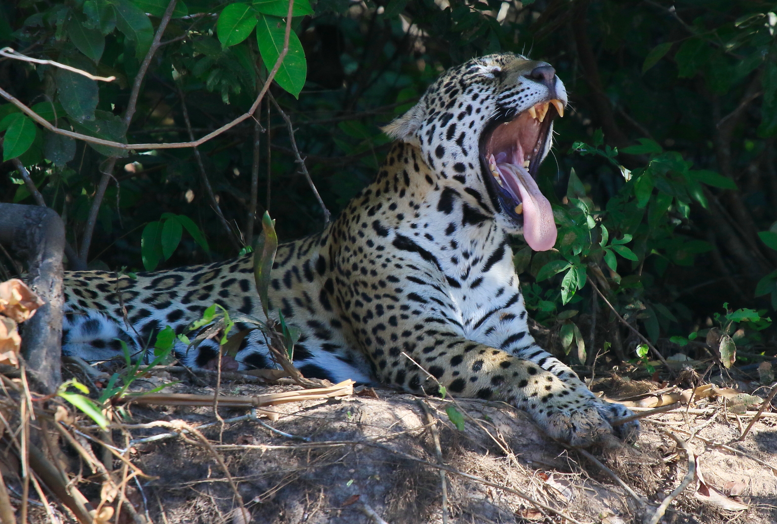 O que são (e não são) Créditos de Biodiversidade?