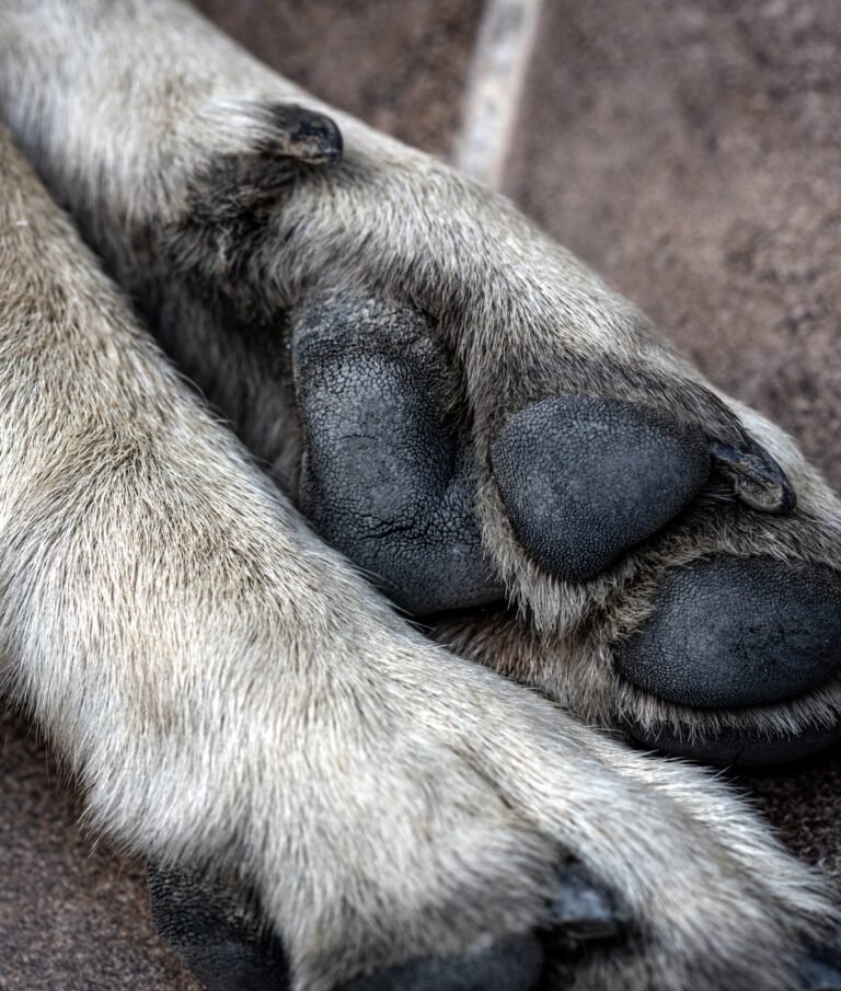 Por que as patas de alguns cachorros têm cheiro de salgadinho?