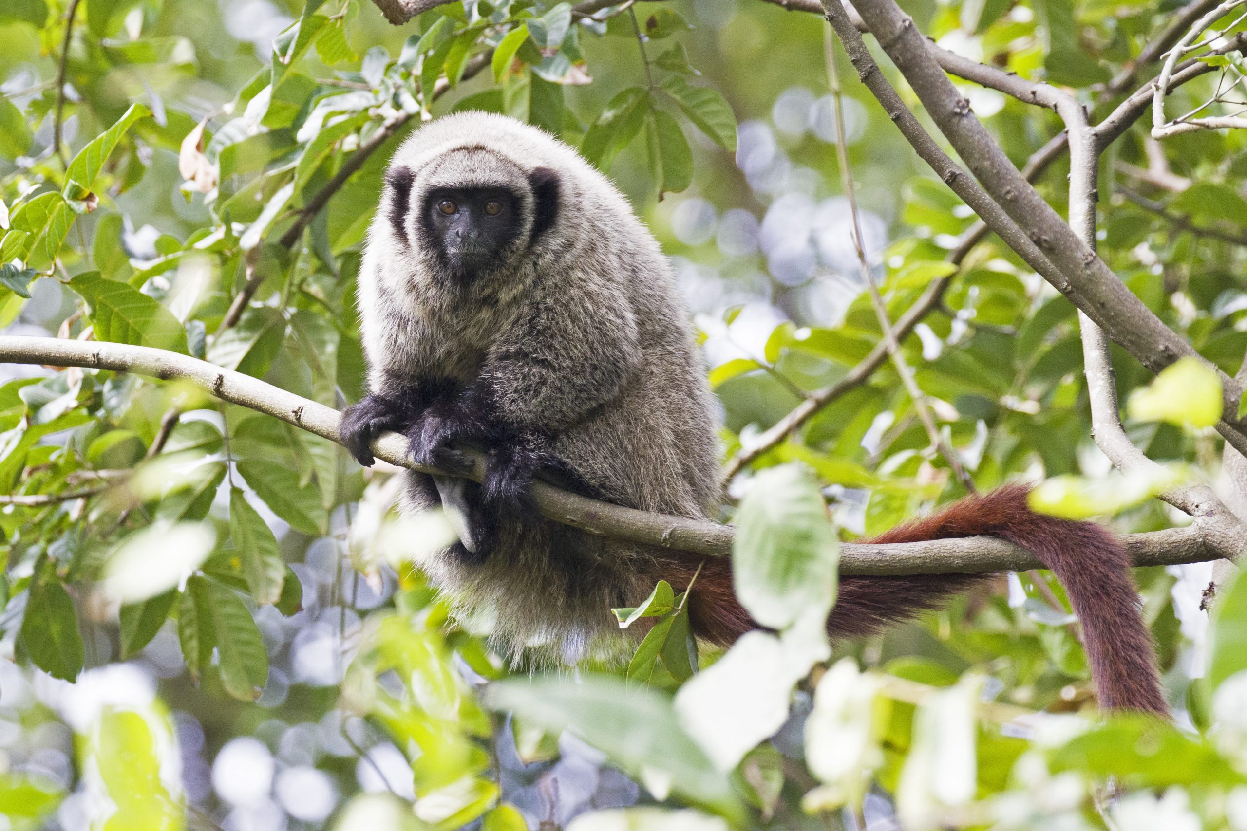 Um drama sertanejo: destruição da Caatinga encurrala macaco ameaçado