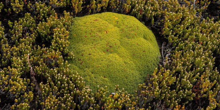 6 das criações naturais mais surpreendentes do planeta Terra