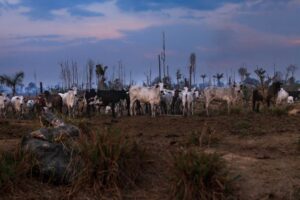 Bancos investiram US$ 395 bilhões em setores que impulsionam a destruição de florestas tropicais