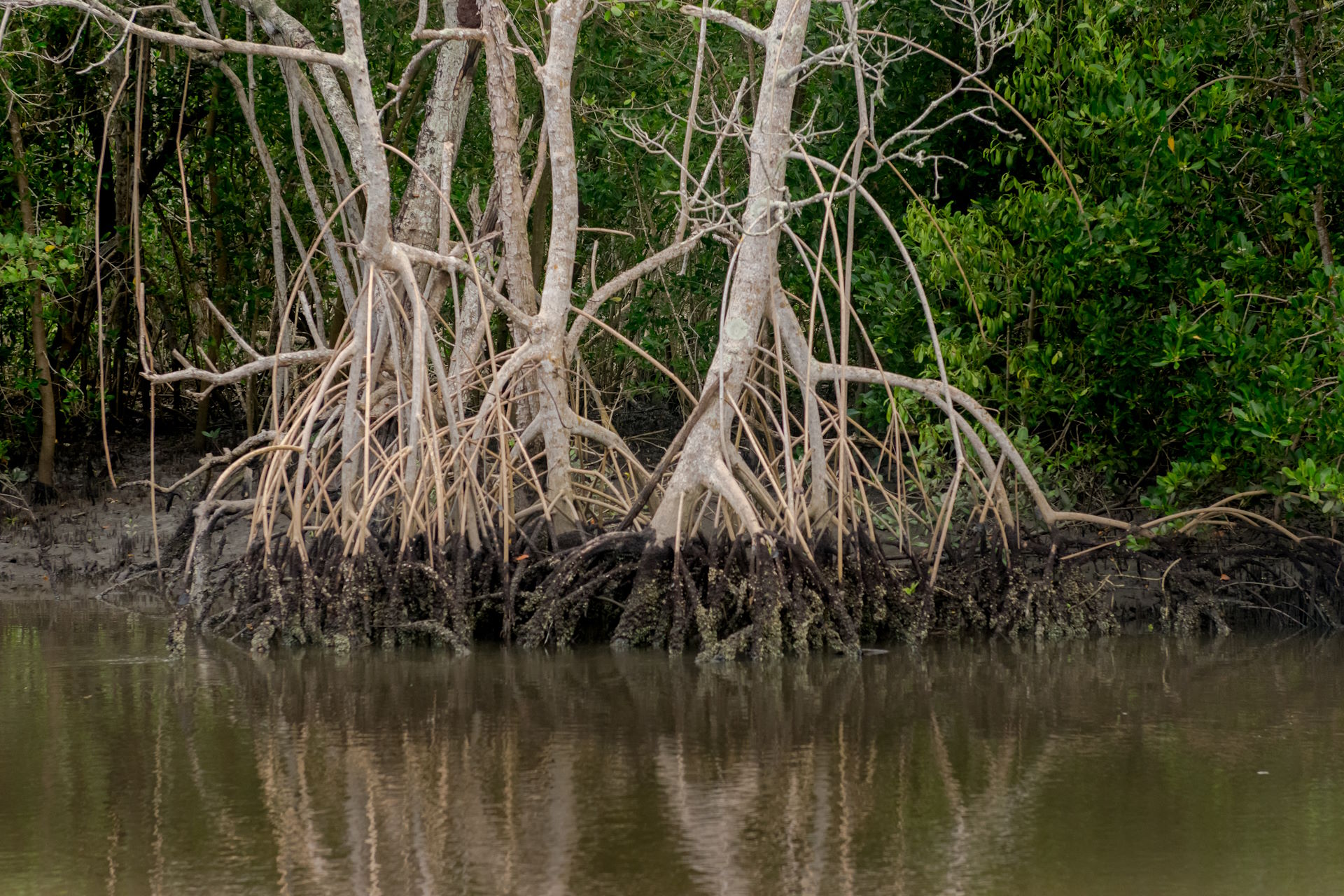 Berçários da biodiversidade, manguezais também são grandes retentores de carbono